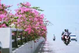 Chiêm ngưỡng cây cầu hoa giấy đẹp nhất Việt Nam