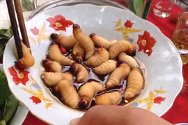 Sự thật về món nhộng sống bò lúc nhúc gây xôn xao