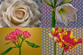 Video quá trình nở của 21 loài hoa hút người xem