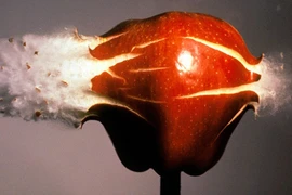 10 thí nghiệm quay chậm siêu đẹp xem không chán mắt