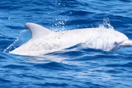 Thích thú ngắm cá heo bạch tạng hiếm thấy