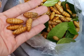 Hóa chất biến nhộng tằm thối thành tươi, uống chết ngay