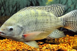 Công nghệ sản xuất giày từ... da cá rô phi kỳ diệu