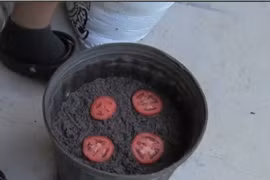 Để 4 lát cà chua vào chậu đất, bất ngờ với kết quả sau 10 ngày 