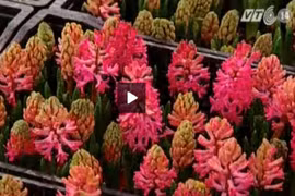 Chiêm ngưỡng nhiều loài hoa lạ tại hội chợ hoa Tết 2015