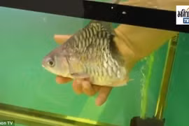 Kinh ngạc xem chú cá còn nửa thân vẫn sống suốt 6 tháng