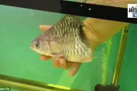 Kinh ngạc xem chú cá còn nửa thân vẫn sống suốt 6 tháng