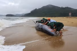 Cá heo mắc cạn dạt vào bờ biển Việt Nam: Điềm báo bội thu? 