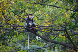 Vườn quốc gia Cúc Phương nhận cá thể chà vá chân nâu: Quý hiếm sao? 