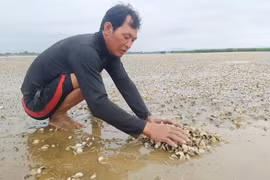 Hà Tĩnh: Ngao chết hàng loạt là do mật độ nuôi quá dày
