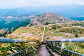 Bình Liêu: Mùa cỏ lau trắng núi đồi