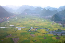 Thung lũng Bắc Sơn đẹp nao lòng mùa lúa chín vàng