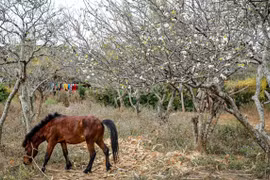 Bạt ngàn hoa mơ, mận, đào rừng khoe sắc ở Mộc Châu