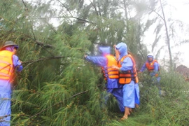 Cây đổ đè xe, nhà tốc mái trước giờ bão tấn công