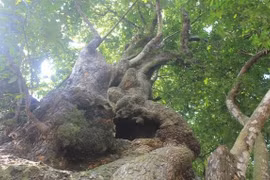 Ngắm vườn thị 700 tuổi, giá chục tỷ của dòng họ Lê Văn