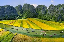 Ngắm Tam Cốc mùa vàng rực rỡ đẹp như tranh