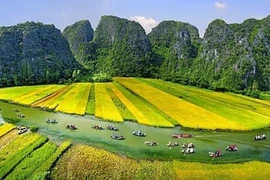 Ngắm Tam Cốc mùa vàng rực rỡ đẹp như tranh