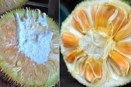 5 dấu hiệu chứng tỏ mít Thái già quả, ngọt thơm, không lo ngâm hóa chất