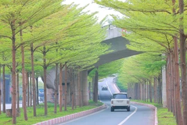 Hàng cây bàng lá nhỏ khiến đường lên cầu Thanh Trì đẹp như tranh