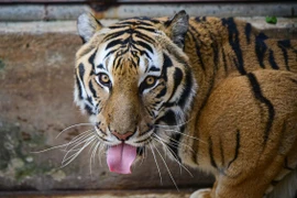 Biểu cảm “siêu đáng yêu” của các chú hổ thoát “lưỡi hái tử thần“