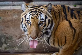 Biểu cảm “siêu đáng yêu” của các chú hổ thoát “lưỡi hái tử thần“
