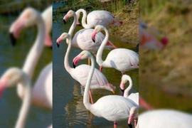 Đôi chim hồng hạc trốn khỏi sở thú, sau 17 năm phát hiện ở nơi cách đó gần 1.000 km