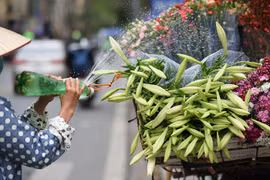 Loa kèn đầu mùa bừng sáng phố phường Hà Nội