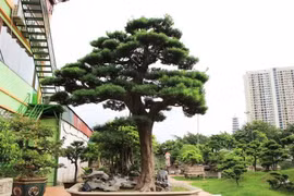 Trồng 5 cây này trước hiên nhà là gia đình phú quý thịnh vượng