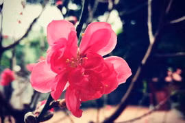 Tết đầu tiên ở nhà chồng, tôi thấy vui đến lạ