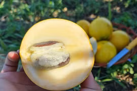 Hết thời hoàng kim, loại trái cây 'sang chảnh' gần triệu đồng/kg giờ rẻ ngang hàng chợ