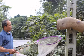 Ngược ngàn rong ruổi săn ong rừng