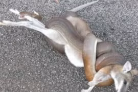 Kinh hãi cảnh trăn siết chết kangaroo trước nhà dân