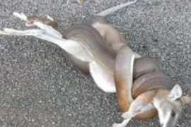 Kinh hãi cảnh trăn siết chết kangaroo trước nhà dân