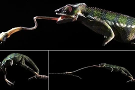 Quay chậm chiếc lưỡi ma thuật của tắc kè hoa 