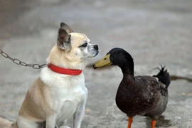 Ngạc nhiên với tình bạn thân thiết giữa chó và vịt