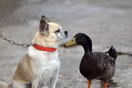 Ngạc nhiên với tình bạn thân thiết giữa chó và vịt