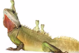 Những bức ảnh ngộ nghĩnh về loài rồng đất 