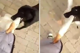Chó cưng dũng cảm xả thân cứu chủ khỏi ngỗng điên