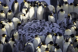 Chim cánh cụt Hoàng đế dàn hàng, ủ ấm đàn con nhỏ