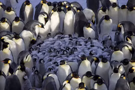 Chim cánh cụt Hoàng đế dàn hàng, ủ ấm đàn con nhỏ