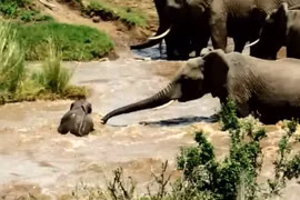 Đàn voi hợp sức cứu voi con đuối nước