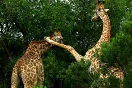 Hươu cao cổ quyết chiến ác liệt giành quyền giao phối