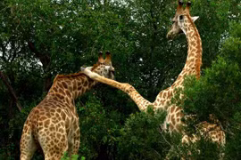 Hươu cao cổ quyết chiến ác liệt giành quyền giao phối