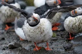 Những động vật nguy cơ tuyệt chủng vì biến đổi khí hậu