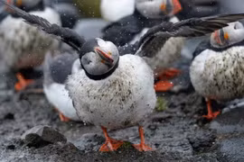 Những động vật nguy cơ tuyệt chủng vì biến đổi khí hậu