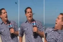 Phóng viên la hét khi thấy côn trùng trên sóng trực tiếp