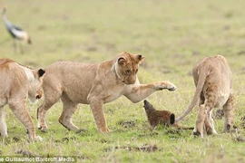 4 con sư tử “bại trận” trước một con cầy 