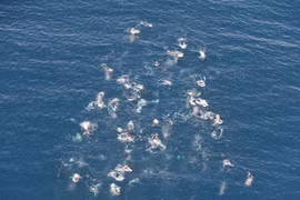 Ngoạn mục cảnh 60 cá voi lưng gù mở tiệc trên biển