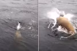 “Thủy quái” cướp trắng cá hồi của người câu