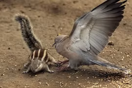 Chim bồ câu quyết chiến sóc chuột, sư tử nằm tắm nắng